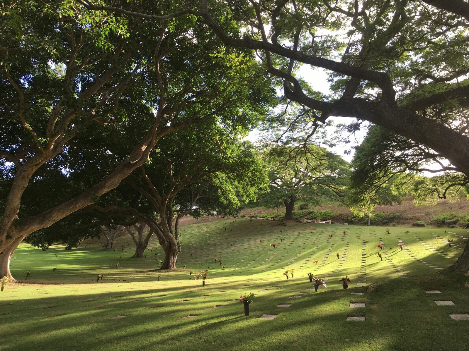 green grass field with trees during daytime